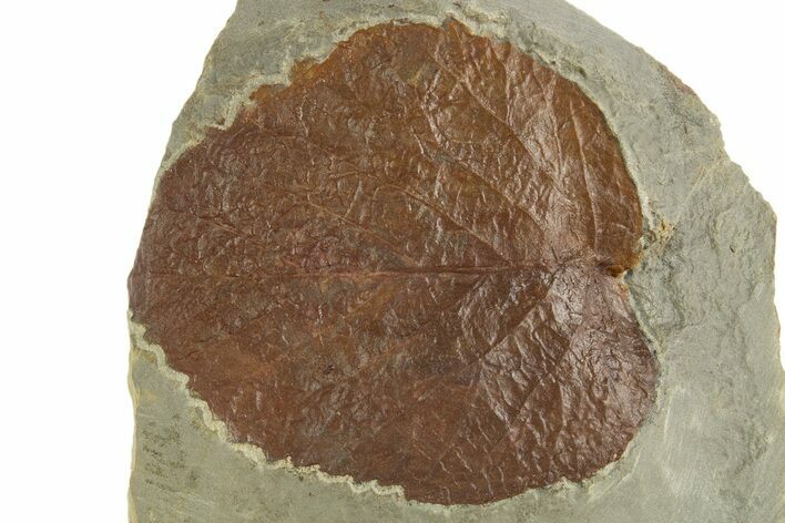 Fossil Leaf (Davidia) - Montana #331838